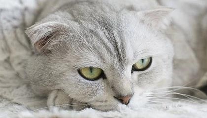 开云体育官网-开云体育——让运动精彩触手可及